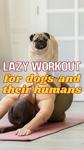 6.4K views · 16 reactions | This one easy exercise can keep your dog...