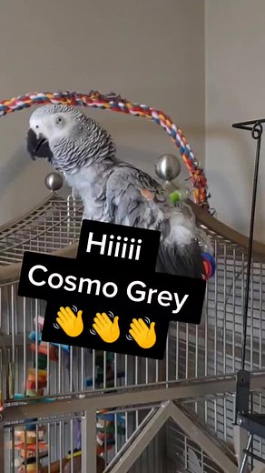 Cosmothefunnyparrot on TikTok