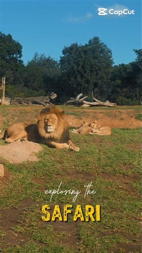 Safari Adventure at Werribee Open Range Zoo | Wild Africa in Melbourne #shorts