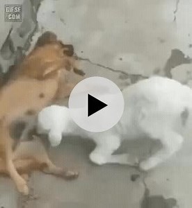 개젓빠는데 저항하니까 박치기로 제압하는 수간물.gip