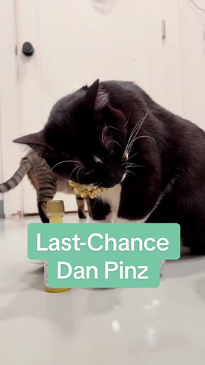 NEKO Cat Cafe on TikTok