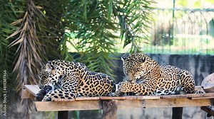 South American jaguar (Panthera onca). Tropical feline "onça pintada" on 4k video