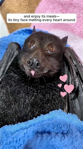 A woman found a flying fox struggling in her pool and then saved it