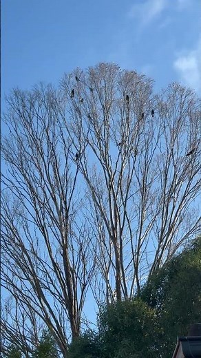 Morning Birds in Australia 🐦🌿| Native Birds Calling