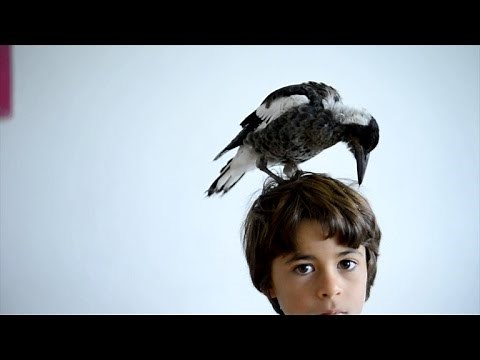 The True Story of How Penguin the Magpie Saved a Family