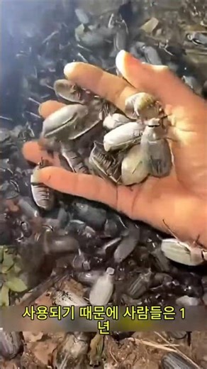 The reality of eating insects instead of meat