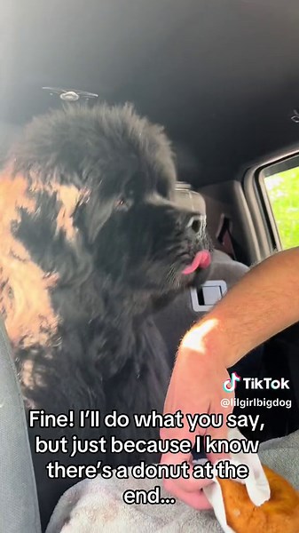 Funny Talking Dogs of TikTok: Hilarious Pet Dog Moments
