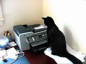 Printer Attacks Cat
