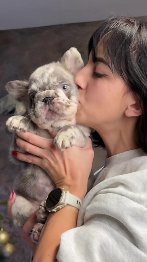 Big rope fluffy French bulldog 🥰😍