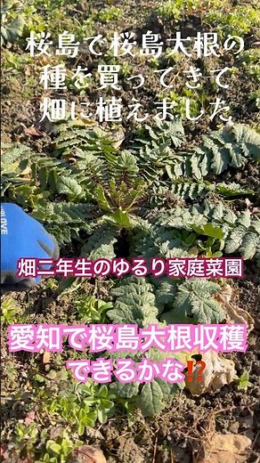 【自然農】桜島で桜島大根の種を買ってきて、畑に植えて育ててみました✨ #桜島 #桜島大根 #大根 #農ライフ #無農薬野菜 #家庭菜園 #畑仕事 #冬野菜
