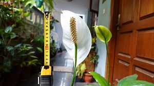 20K views · 364 reactions | Peace Lily care is not so difficult. Please watch full episode on peace lily care tips from link below.We Will look into the care tips, the common mistakes we tend to do while caring peace lily and also how to propagate peace lily. . It is a NASA recommended Air Purifying plant. https://youtu.be/Jnl844o3h2U | Garden Tips | Facebook
