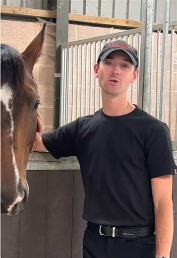 Top Tips for Competition Horse Turnout by Experts