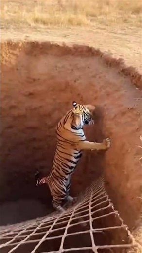 The ultimate trap! 😱 Watch as this tiger’s dinner plans take a sudden turn for the worse.