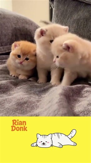 Auto Mager Bareng Si Gemoy! ☁️😻#cats #catstagram #catsofinstagram