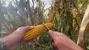 extracting corn kernels with a knife. High quality FullHD footage,