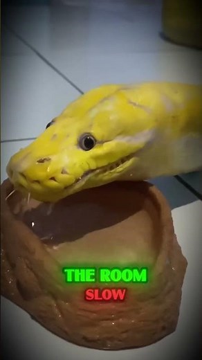 When Your Pet Python Suddenly Turns Predator!