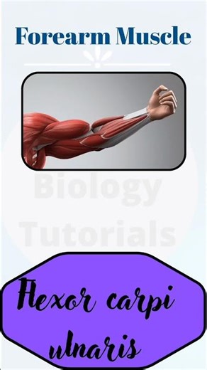 Flexor carpi ulnaris 💪 I Pronunciation flexor carpi ulnaris I Forearm muscles
