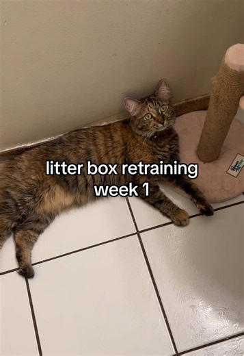 this is our first week retraining my cat korra to use the litter box. it's been a rough journey so far, but i'm hopeful this plan will work💜 see you all in week 2🥰 #catmom #catmomlife #catsoftiktok #catissues #rescuecats