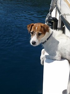 How To Safely Get Your Dog In A Boat-Dog Ramps For Boats | Just For Your Dog