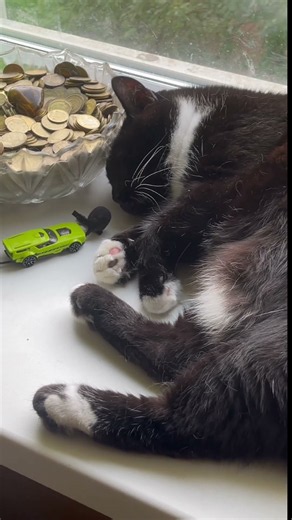 Golden purrs. Cat and money. Purring Cat sounds for relaxation. Relaxing video for sleep Sunday