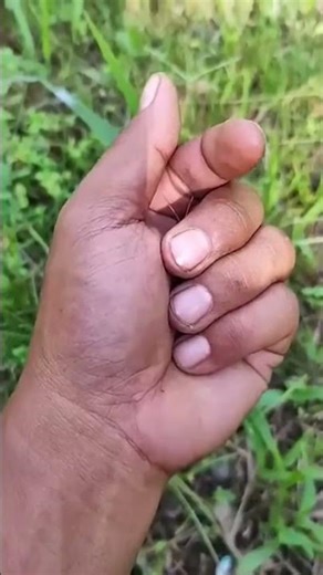 Cool, bright small green insect #insects#nature#acapella