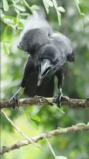 Raven vs. Crow: What's the Difference? #facts #animals
