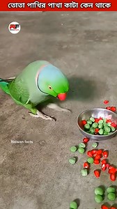 Why do parrots have their wings clipped? #parrot #perrotlover #perrotwins #shorts #ridwanfacts | Ridwan Facts