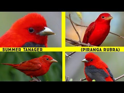 Summer tanager documentary | 8k | 4k