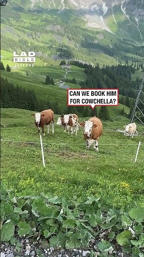 Man Plays Jazz Music for Cows