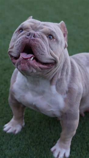 BullyLifestyle101 | Just letting dogs be dogs. These are designer dogs not just built for show, or the table, but can function, run, jump, swim and just be... | Instagram