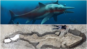 Researchers make unprecedented discovery, giant 'sea dragon' found