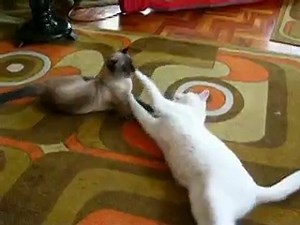 Egy kis pofozkodás..