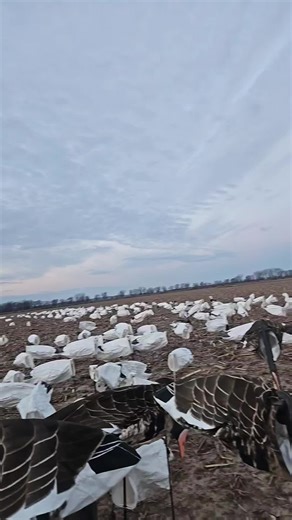 Effective Waterfowl Hunting Tips and Techniques