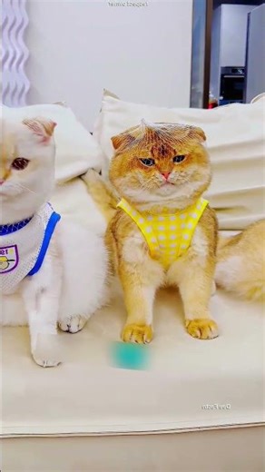 Cat IQ Test Gone Funny 😂🐱🧠