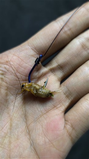 How to attach cricket bait to the hook #tutorial #fishing #gtknot #belajarmancing #fish