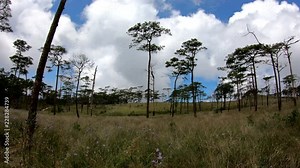 Pinus mugo - It is also known as creeping pine landscape silhouette at Phu Soi Dao national park Thailand
