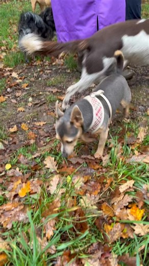 A little throwback to last month’s Devon Loves Dogs Waggy Walk at Ashclyst Forest 🐶 it was a paw-some turnout, and we learned a lot from Ranger Steve (in attendance with Huck) about the work the team are doing in that area. Devon Loves Dogs are planning another Waggy Walk with us early next year, so keep your eyes peeled on their website for that! 🐾 Treats kindly provided by Forthglade Natural Pet Food 📸 NT / D Edwards | National Trust Killerton