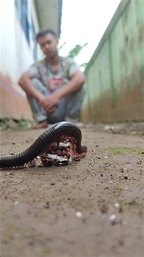 chocolate cream dilan, a food that millipedes really like #millipede #millipedes #shorts #funny