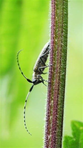 🐞The Cerambycidae, also known as longhorn beetles, are nature’s elegant wood sculptors.🌳 With their incredibly long antennae and beautifully patterned bodies, they play a vital role in forest ecosystems by helping recycle dead wood into new life.🪵💚 #naturebeauty #longhornbeetle #cerambycidae #insectworld #wildlifewonder | RD Vimal