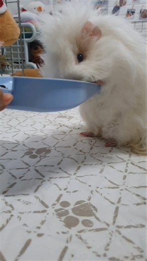 Hooman is a thief 😤 - hughug a guinea pig