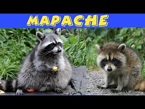 Raccoon Documentary | 8k | 4k