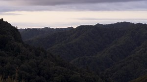 Wild Gift - Footage Sequence