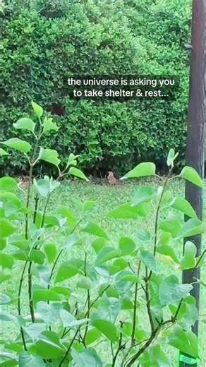 I Noticed a Bird Seeking Shelter During a Rainstorm 🌧️ Rainy Day Symbolism #birds