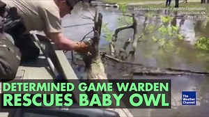 A game warden on a boat slowly approaches a baby owl on a piece of driftwood in a lake and then gently picks it up. | The Weather Channel