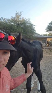 177K views · 12K reactions | Our two newest foals are such dolls!  both are pastured together now with their dams so hopefully they will start playing together soon! Black tobiano Missouri Foxtrotter filly King James' Deacon X Renegait Luck Be A Lady Black Fewspot gaited Appaloosa colt Ulrich Mystery Print X Wishs DarkSideofMoon | TXMFT.com | Facebook