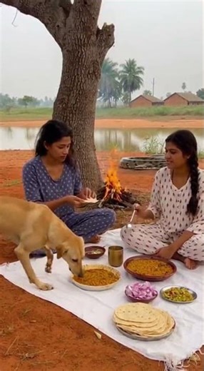 This Dog Saved Its Owner from a Giant Python Brave Hero in Action #dogrescue #pythonattack #hero