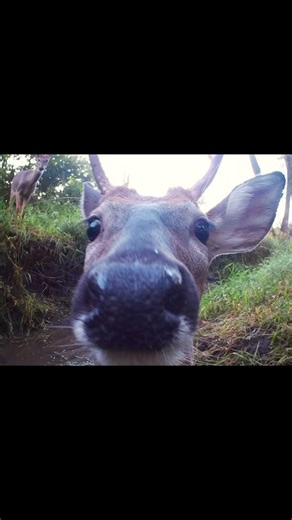 Various animals looking at the camera