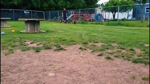 Teal Girl (Revenant). Pretty sure she came back from the dead just to spend her life being airborne. This girl gives 100% 24/7 . #malinois #puppies