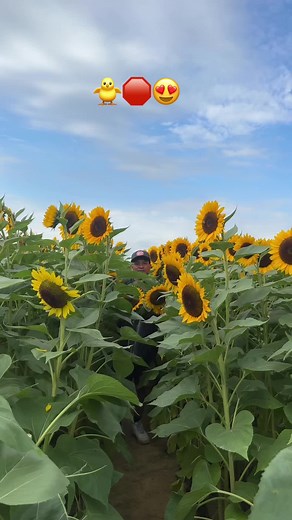 Chicken Stop 🐥🛑 (@chickenstopnyc)’s videos with sonido original - jr1200x