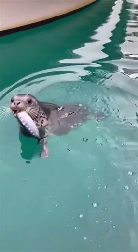 Seal Slaps the Fisherman’s Bucket and Instantly Causes Chaos 😂🦭🐟